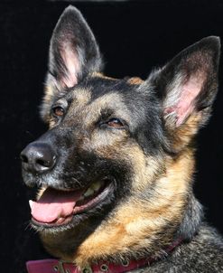 CQ2R5664 Shepherd – German