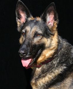 CQ2R5666 Shepherd – German