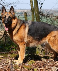 CQ2R5460 Shepherd – German