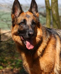 CQ2R5484 Shepherd – German