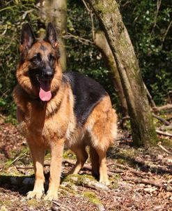 CQ2R5502 Shepherd – German