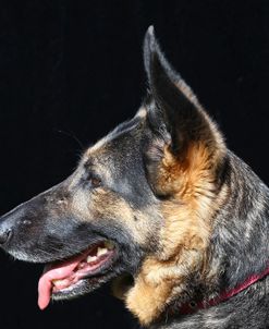 CQ2R5688 Shepherd – German