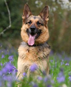 CQ2R7563 Shepherd – German