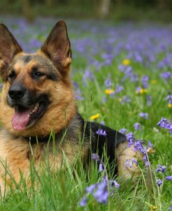 CQ2R7592 Shepherd – German