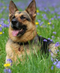 CQ2R7599 Shepherd – German