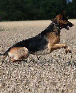 AY3V0395Shepherd – German