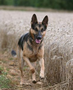 AY3V0809AShepherd – German