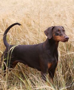 AY3V1040Doberman Pinscher