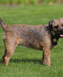 A21C2549Terrier – Border