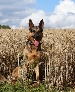 AY3V0264Shepherd – German