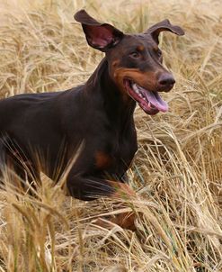 AY3V1056Doberman Pinscher