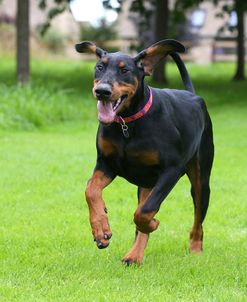 AY3V1105Doberman Pinscher