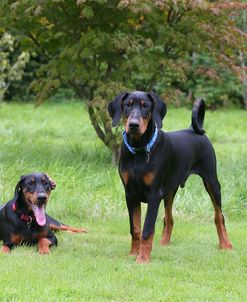 AY3V1167Doberman Pinscher