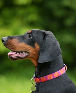 AY3V1265Doberman Pinscher