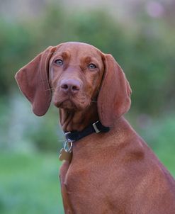 AY3V3596Hungarian Vizsla