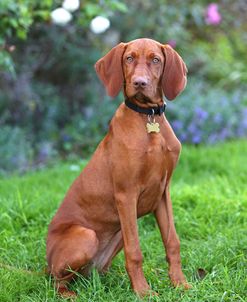 AY3V3643Hungarian Vizsla