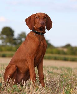 AY3V3785Hungarian Vizsla