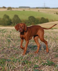 AY3V3850Hungarian Vizsla