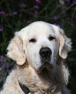 AY3V3076Retriever – Golden