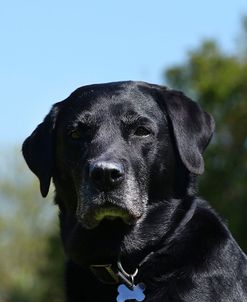 AY3V5030Retriever – Black Labrador