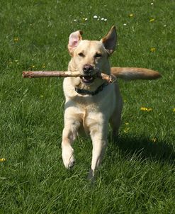 AY3V5039Retriever – Yellow Labrador