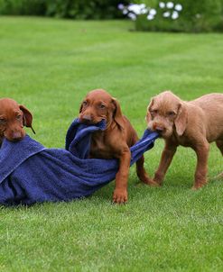 AY3V6433Hungarian Wirehaired Vizsla