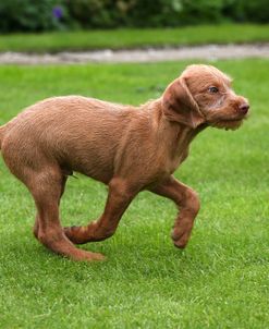 AY3V6465Hungarian Wirehaired Vizsla