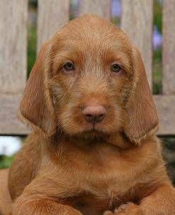 AY3V6618Hungarian Wirehaired Vizsla