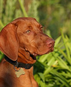 AY3V3945Hungarian Vizsla