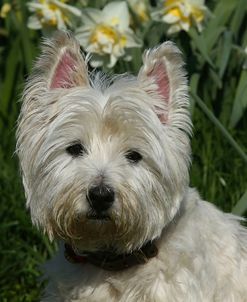 AY3V4728Terrier – West Highland White