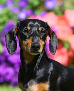 AY3V6804Dachshund – Smooth-haired Miniature