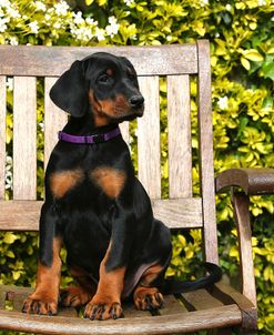 AY3V7118Doberman Pinscher