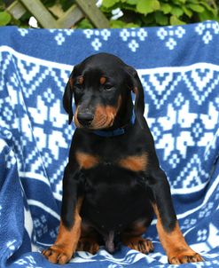 AY3V7144Doberman Pinscher