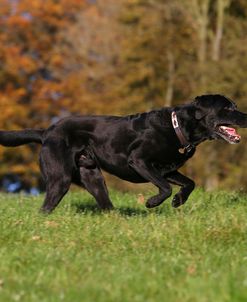 AY3V7158Retriever – Black Labrador