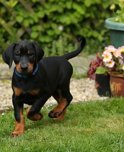 AY3V7298Doberman Pinscher