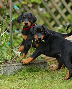 AY3V7380Doberman Pinscher