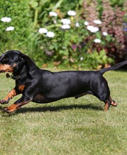 AY3V6753Dachshund – Smooth-haired Miniature