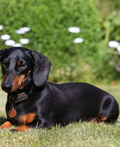 AY3V6763Dachshund – Smooth-haired Miniature