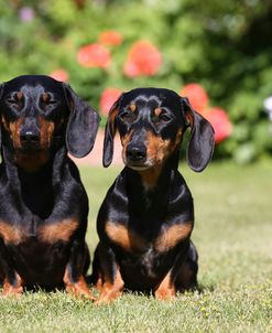 AY3V6775Dachshund – Smooth-haired Miniature