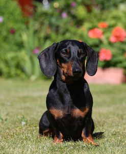 AY3V6781Dachshund – Smooth-haired Miniature
