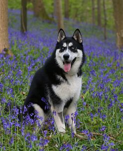 AY3V9186Siberian Husky