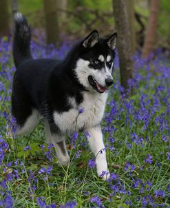 AY3V9199Siberian Husky