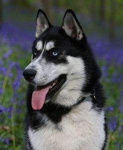 AY3V9227Siberian Husky