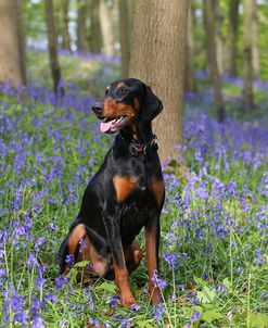 AY3V9243Doberman Pinscher