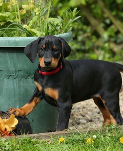 AY3V7464Doberman Pinscher