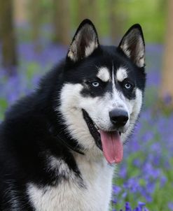 AY3V9177Siberian Husky