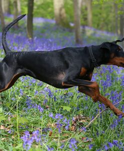 AY3V9245Doberman Pinscher