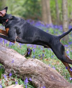 AY3V9262Doberman Pinscher