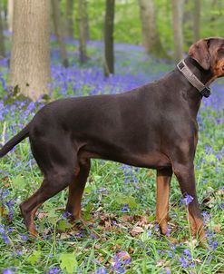 AY3V9335Doberman Pinscher