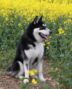 AY3V9511Siberian Husky